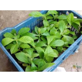 Natural Teak Plant
